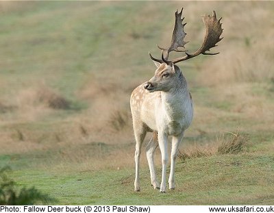 Fallow deer