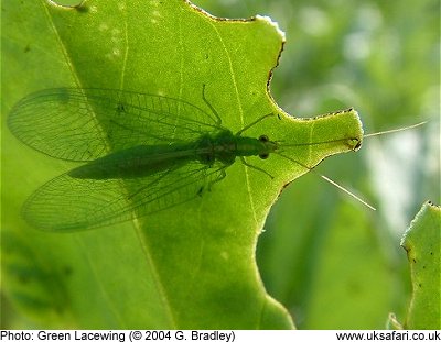 Green Lacewing