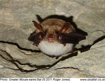 Greater Mouse-eared Bat