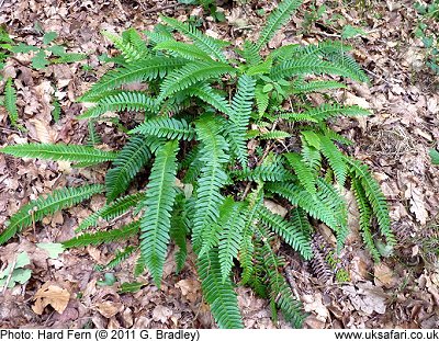 Hard Fern