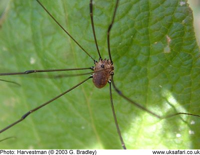 Harvestman