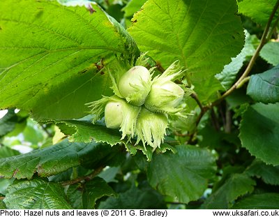 Hazel nut tree