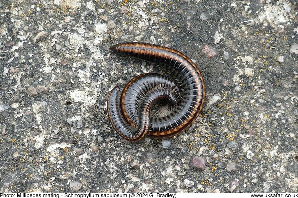 millipedes mating