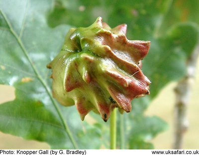 Knopper Gall