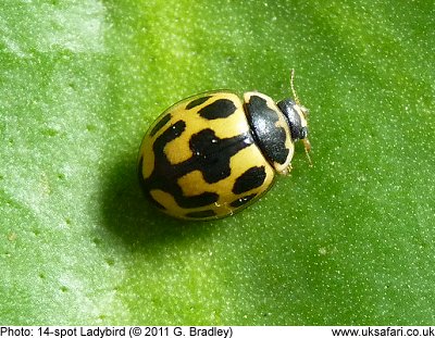 14-spot Ladybird