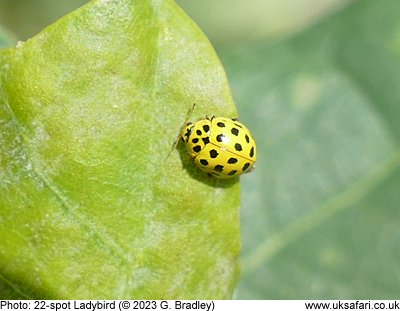 22-spot Ladybird