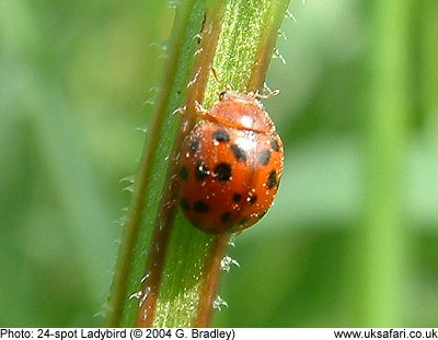 24-spot Ladybird