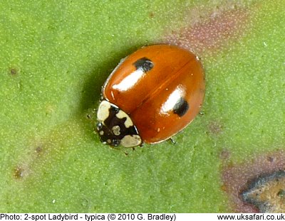 2-spot Ladybird