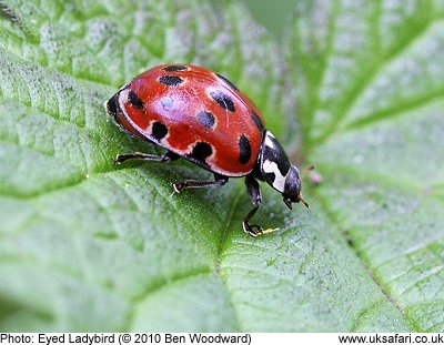 Eyed Ladybird