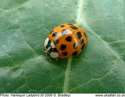 Harlequin Ladybird