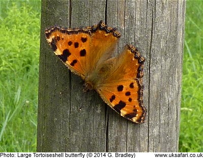 Large Tortoiseshell Butterfly