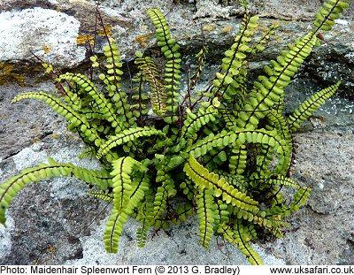 Maidenhair Spleenwort Fern