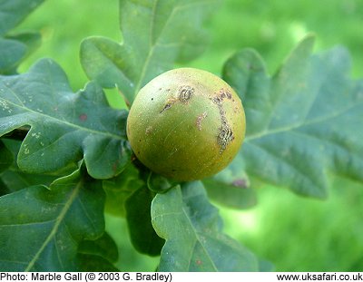 Marble Gall