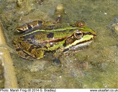 Marsh Frog