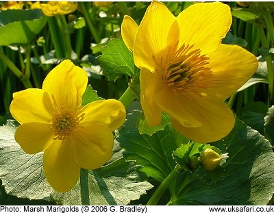 Marsh Marigold