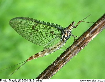 Mayfly