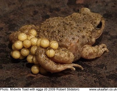 Midwife Toad