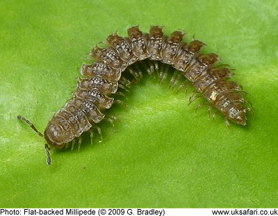 Millipede