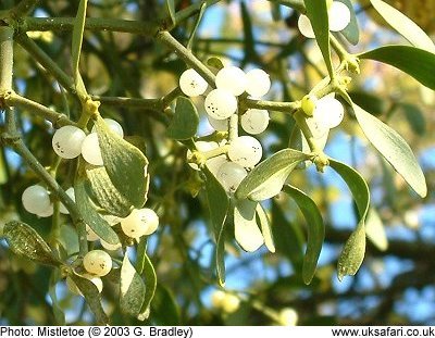 Mistletoe