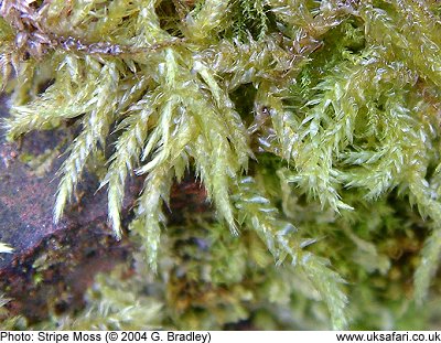 Strated Feather Moss