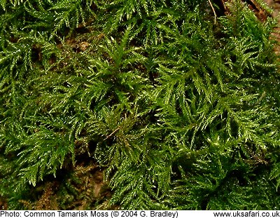 Common Tamarisk Moss