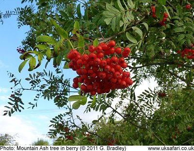 Mountain Ash in berry