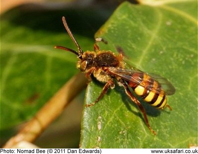 Nomad Bee