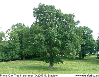 Oak