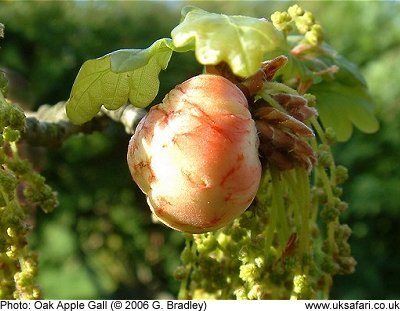 Oak Apple