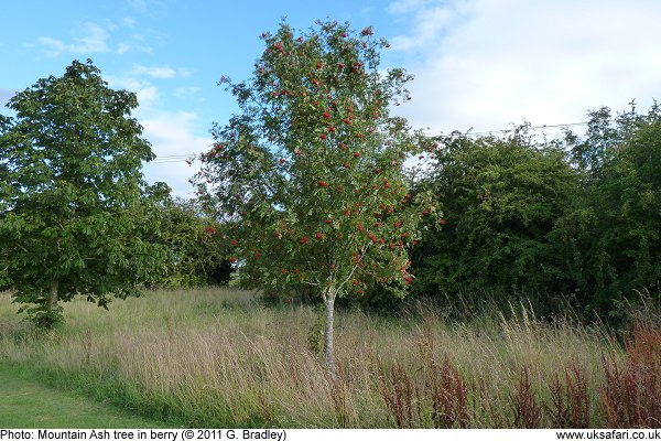 mountain ash tree