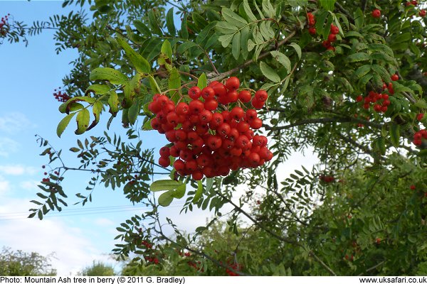 mountain ash tree in berry