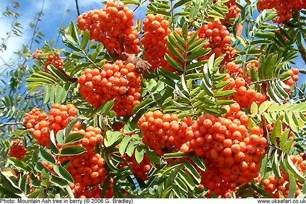 mountain ash tree berries