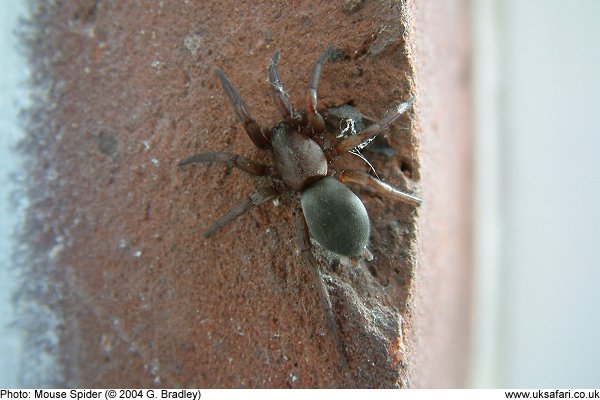 mouse spider