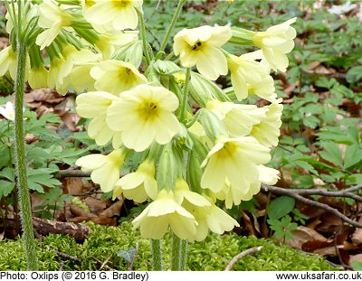 Oxlips