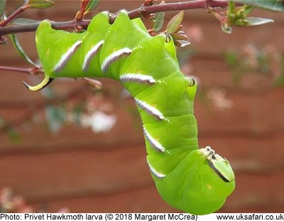 Caterpillar