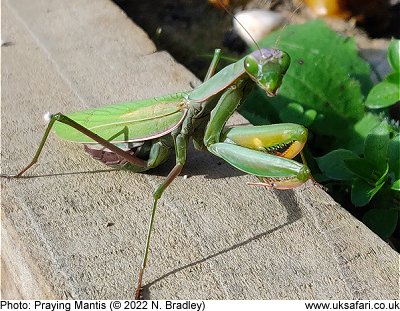 Praying Mantis