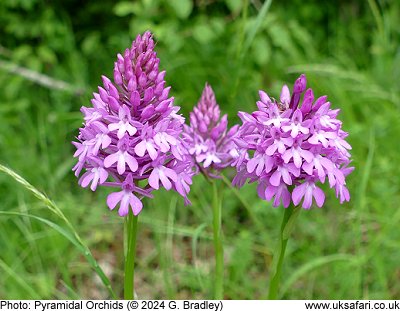 Pyramidal Orchids