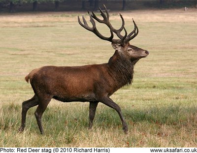 Red deer stag