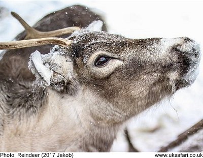 Reindeer