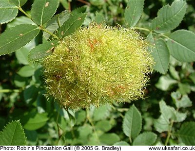 Robin's Pincushion