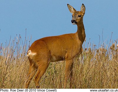 Roe Deer hind