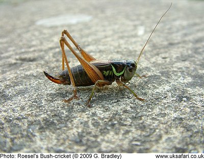 Roesel's Bush Cricket