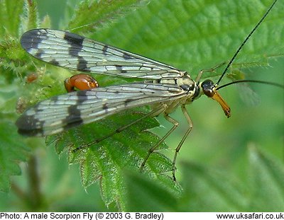 Scorpion Fly