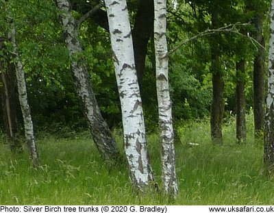 Silver Birch trees