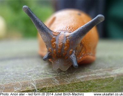 Slug