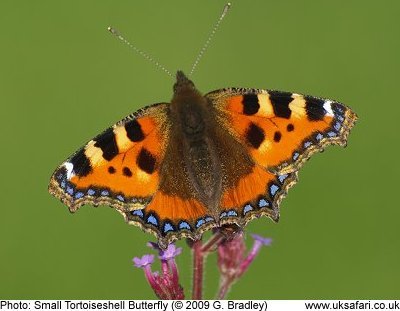 Small Tortoiseshell Butterfly