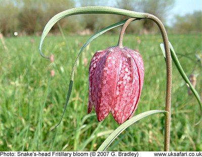 Snake's-head Fritillary