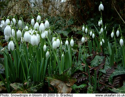 Snowdrops