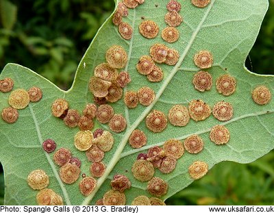 Spangle Galls