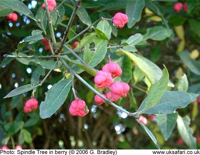 Spindle Tree